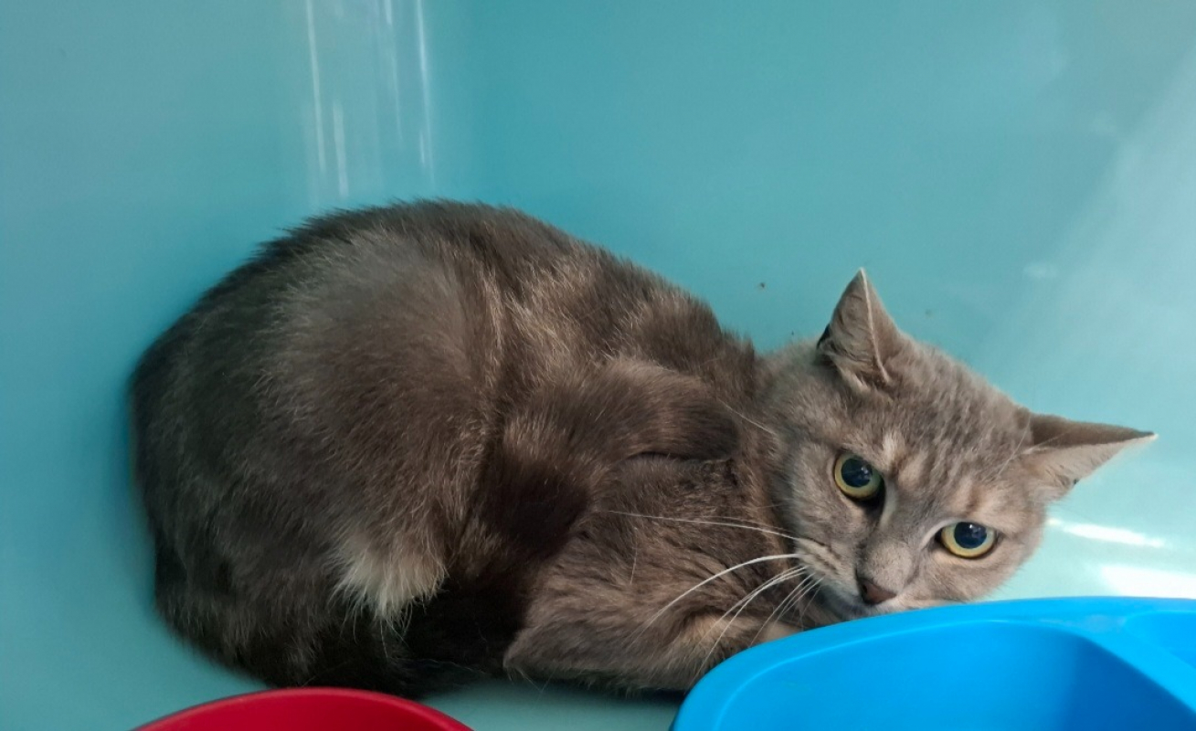 Minette - Chat Européen à adopter