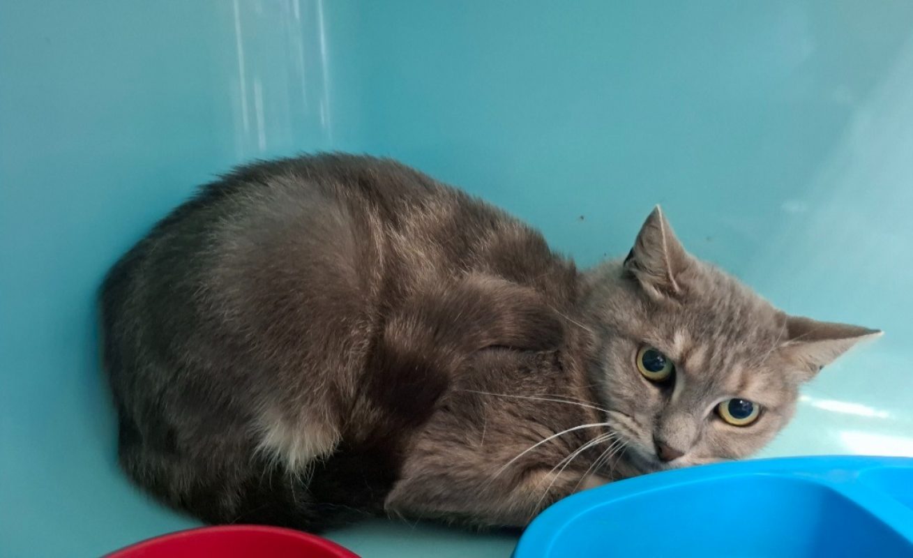 Minette - Chat Européen à adopter