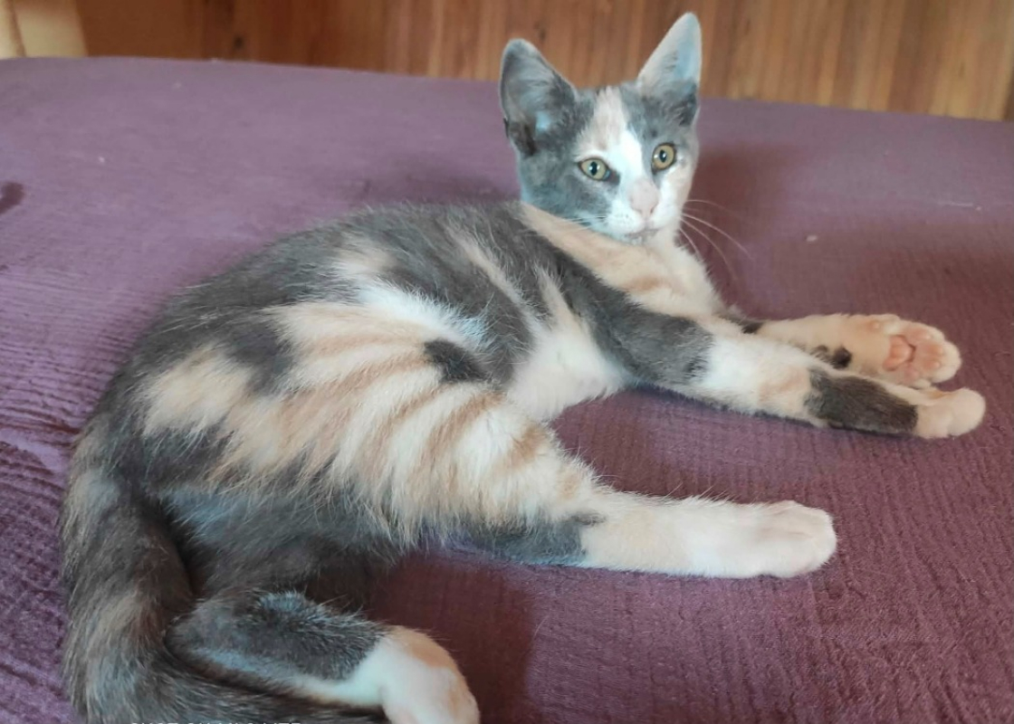 Fantasia - Chat Européen à adopter