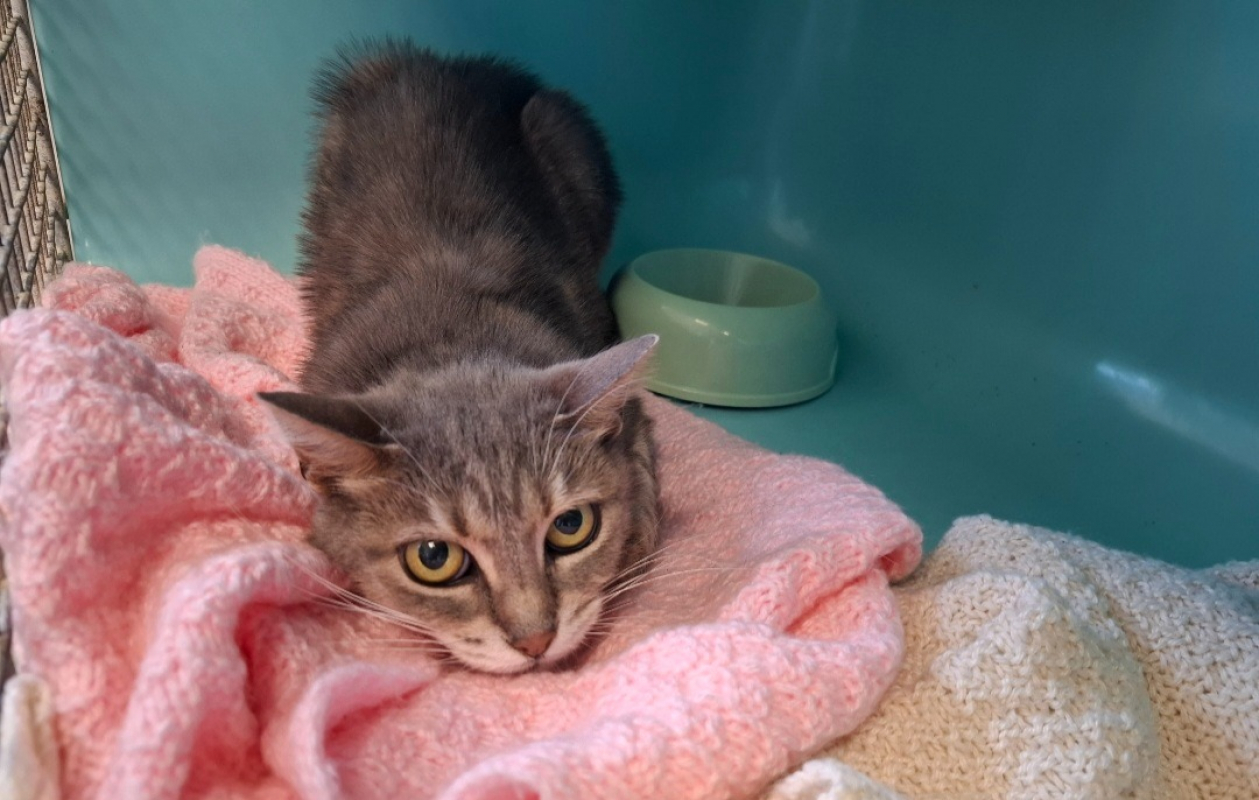 Mina - Chat Européen à adopter