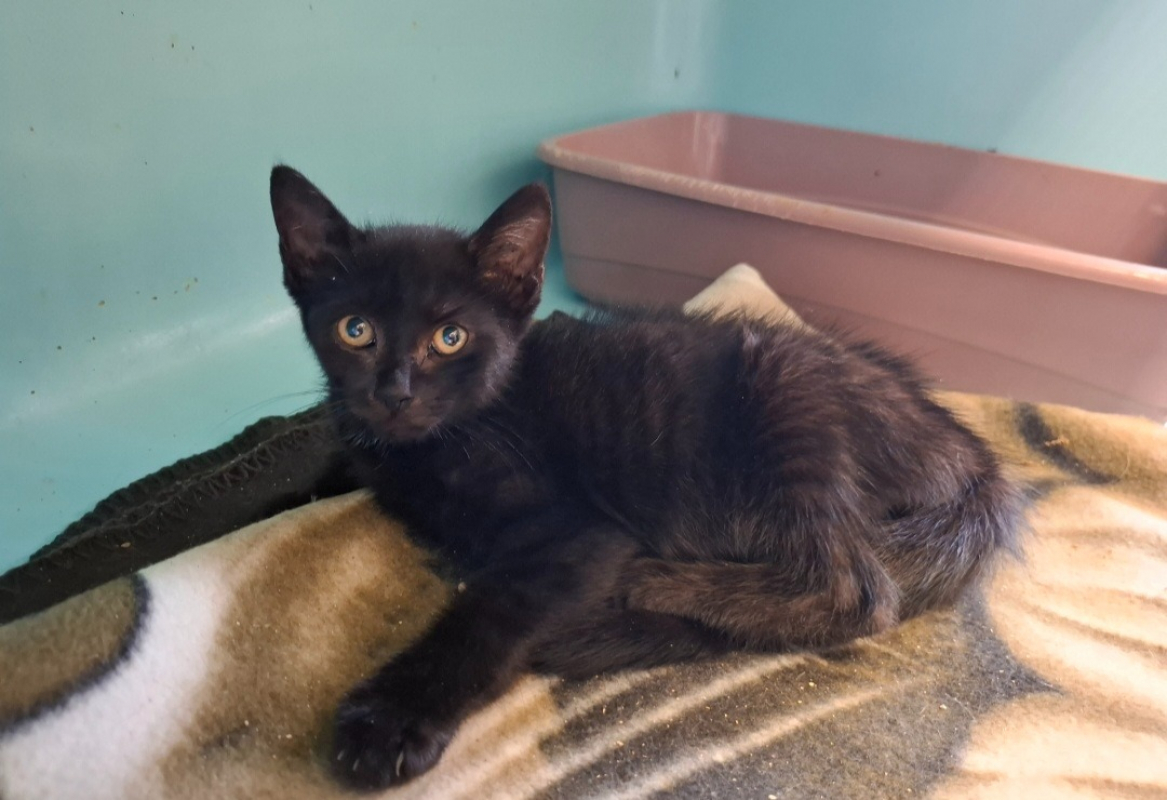 Calypso - Chat Européen à adopter
