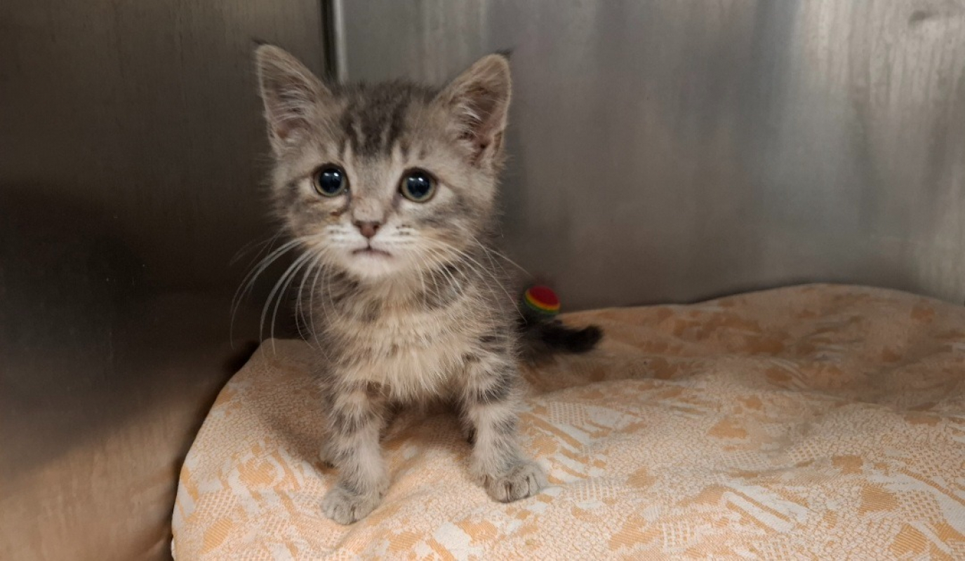 Olympe - Chat Européen à adopter