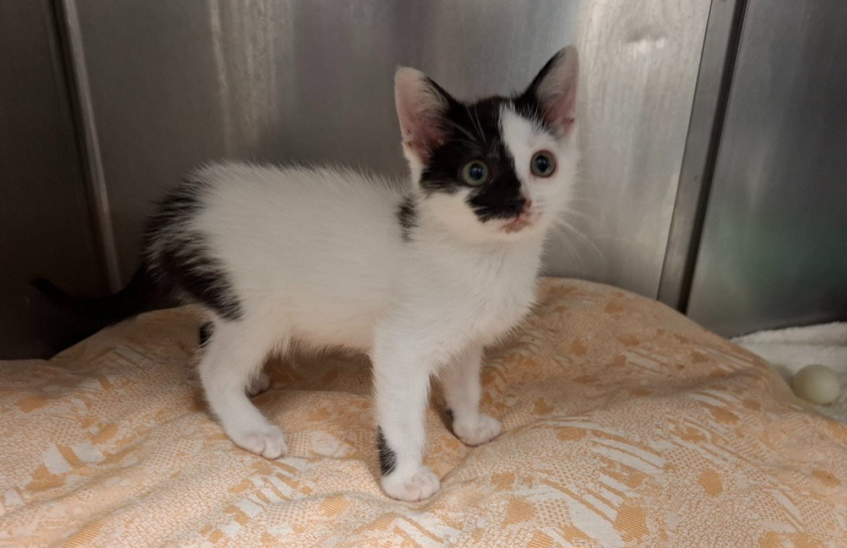 Noe - Chat Européen à adopter