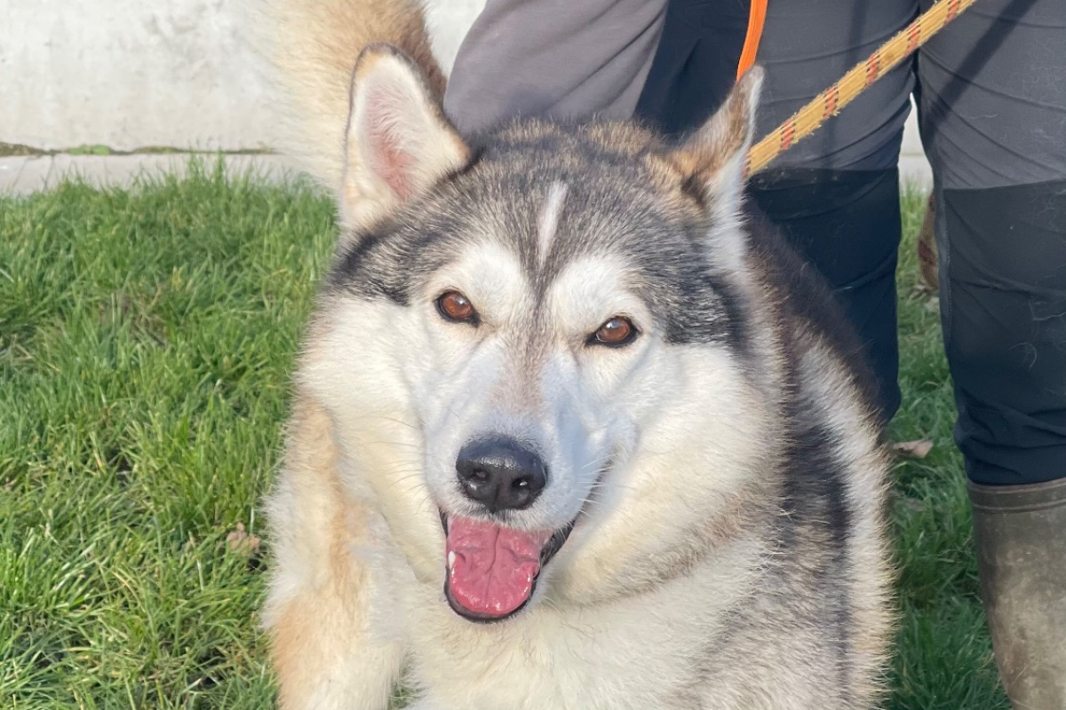 Reski - Chien Husky Sibérien à adopter