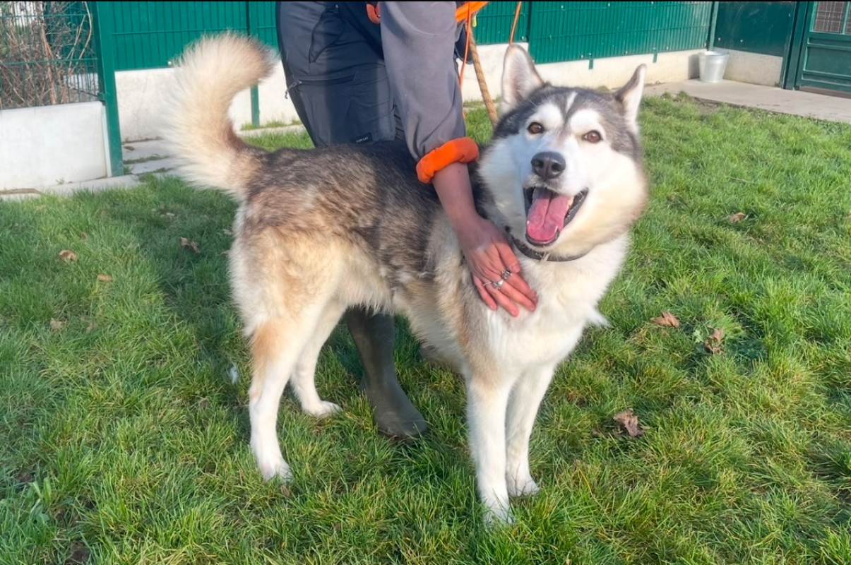 Reski - Chien Husky Sibérien à adopter - photo 2