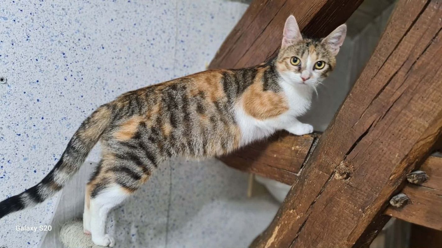 BARBOUILLE - Chat Européen à adopter - photo 2