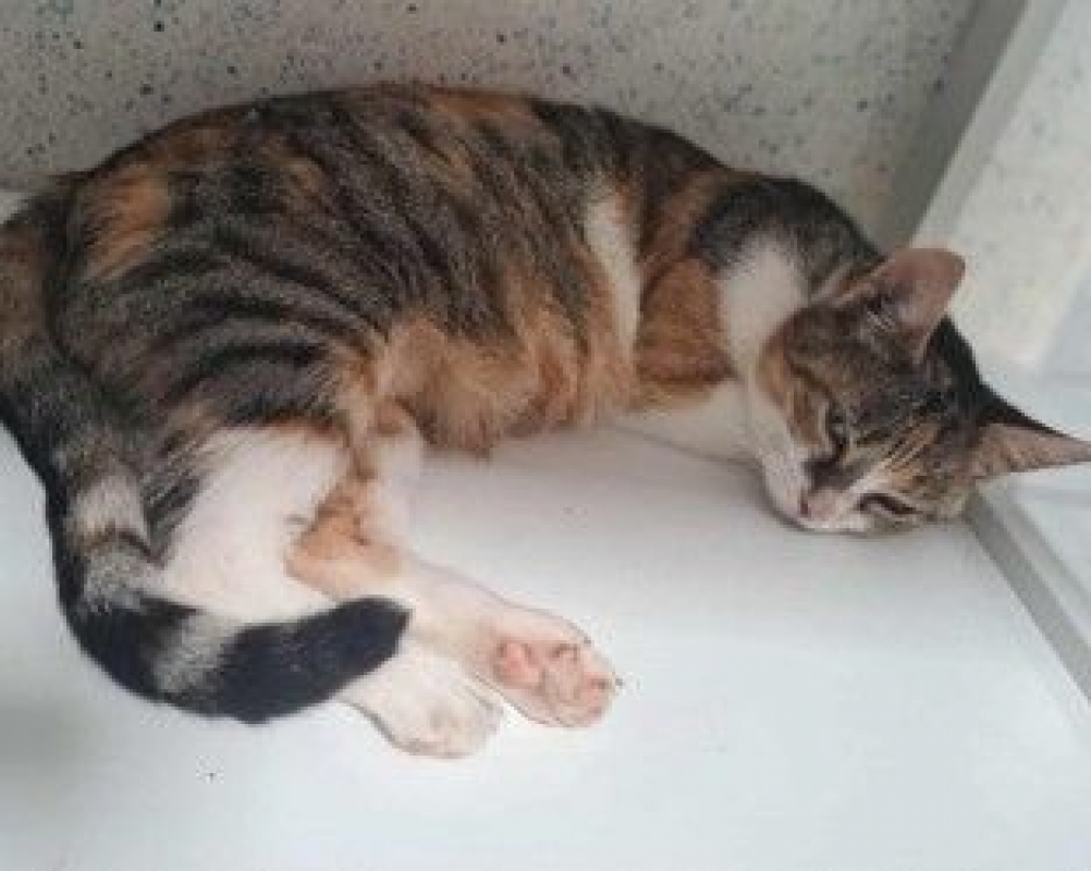 BARBOUILLE - Chat Européen à adopter