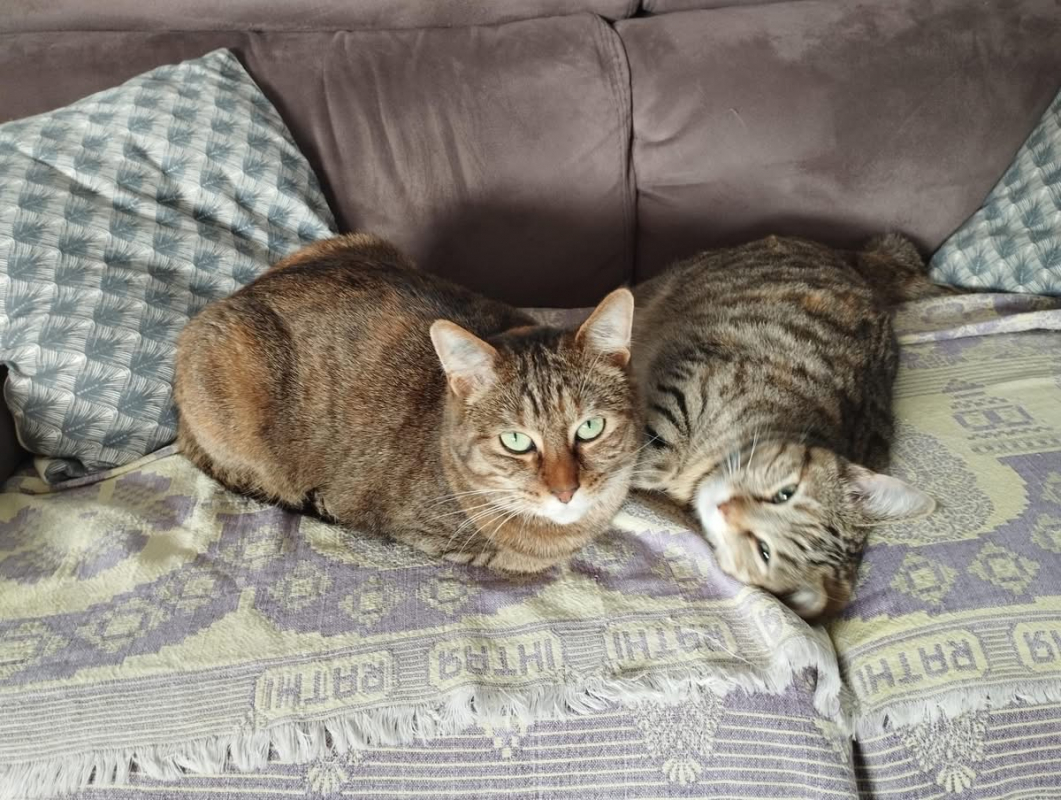 Chouquinette - Chat Européen à adopter - photo 2