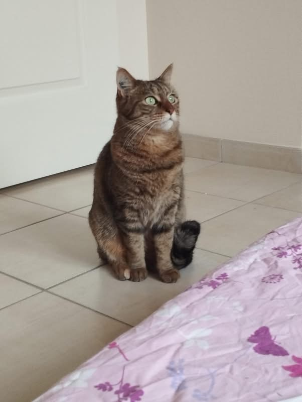 Chouquinette - Chat Européen à adopter - photo 4