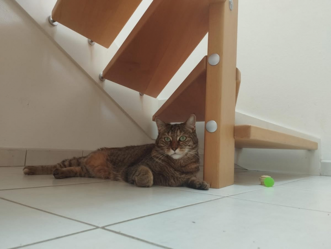 Chouquinette - Chat Européen à adopter - photo 3