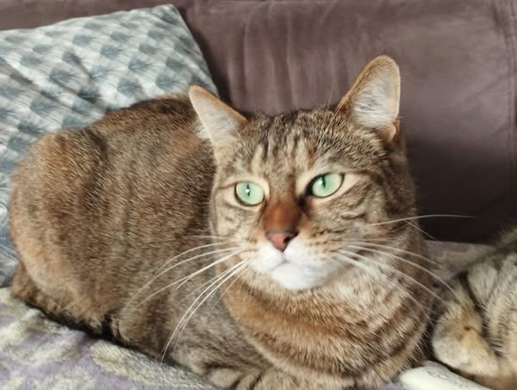 Chouquinette - Chat Européen à adopter