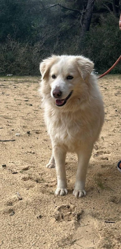 NEIGE - Chien à adopter - photo 7