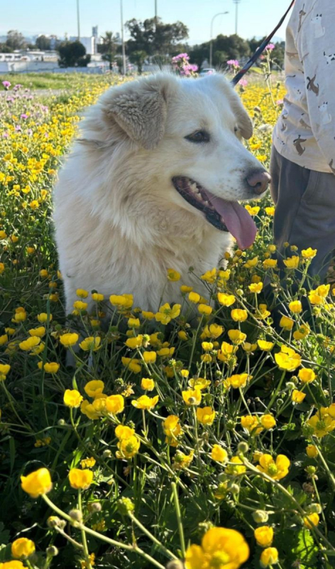 NEIGE - Chien à adopter - photo 8