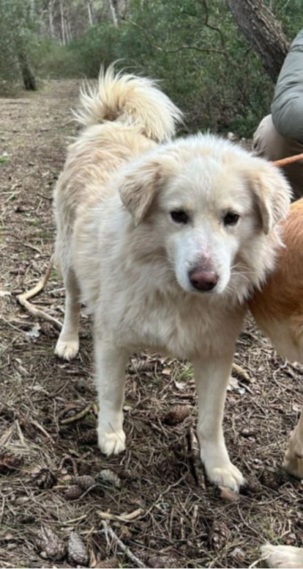 NEIGE - Chien à adopter