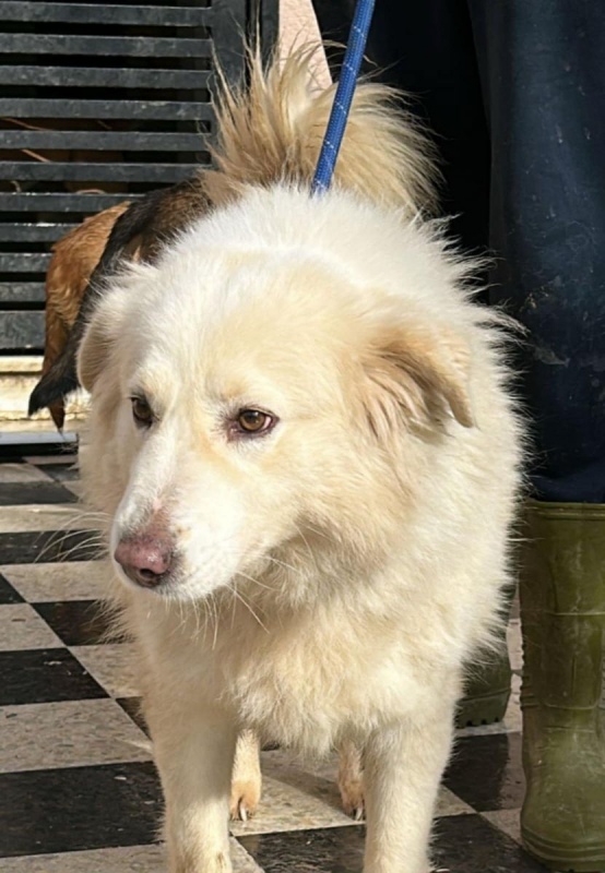 NEIGE - Chien à adopter - photo 4