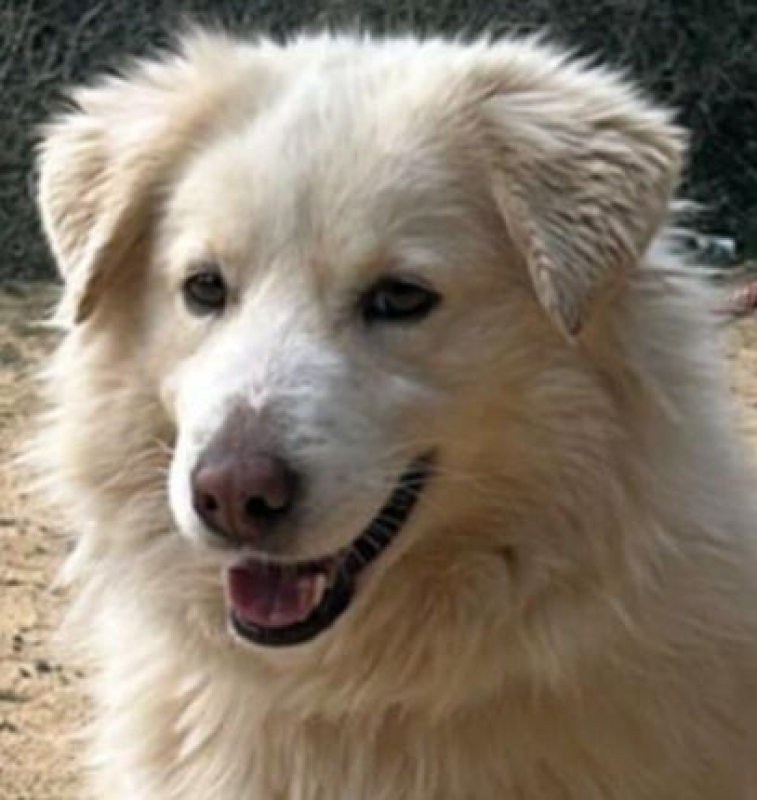 NEIGE - Chien à adopter - photo 2