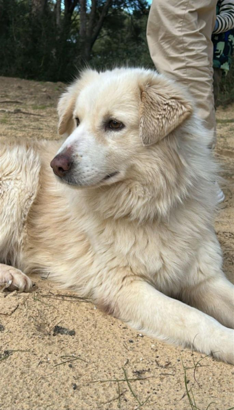 NEIGE - Chien à adopter - photo 3