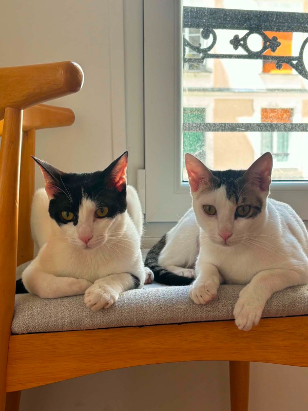 Elvis - Chat à adopter - photo 4