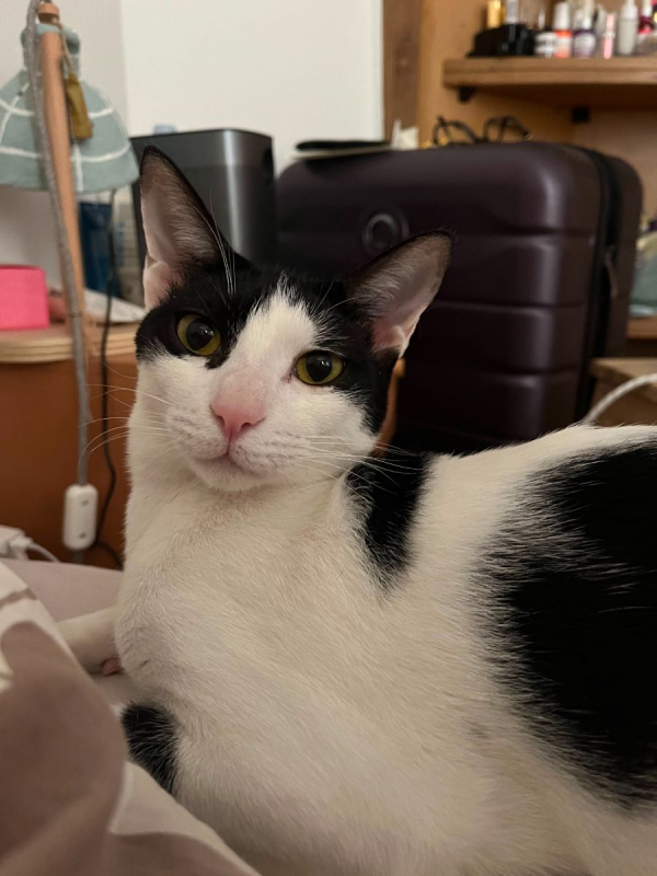 Elvis - Chat à adopter