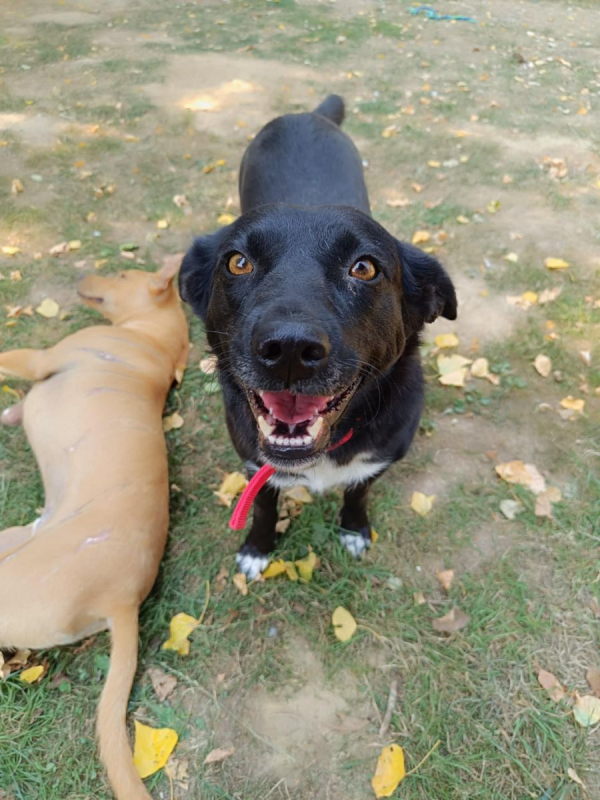 FLAFFY - Chien à adopter - photo 7