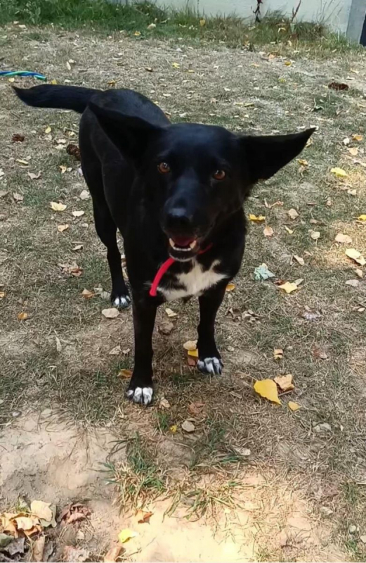 FLAFFY - Chien à adopter - photo 5