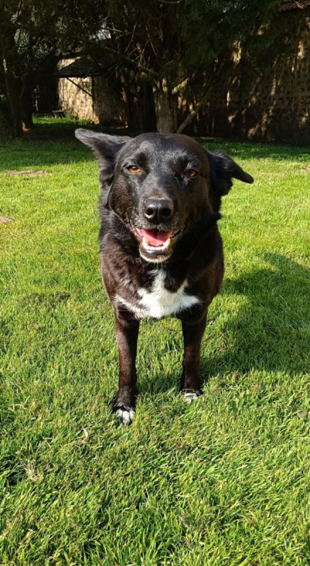 FLAFFY - Chien à adopter