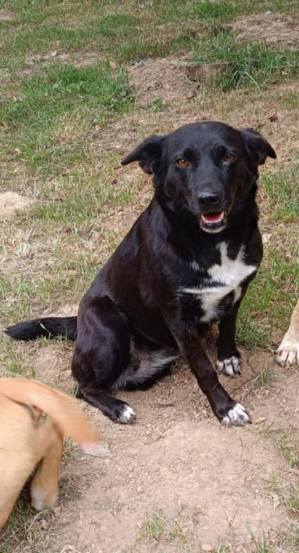 FLAFFY - Chien à adopter - photo 2