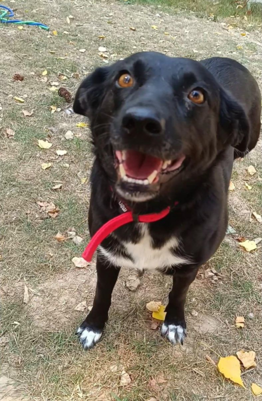 FLAFFY - Chien à adopter - photo 3