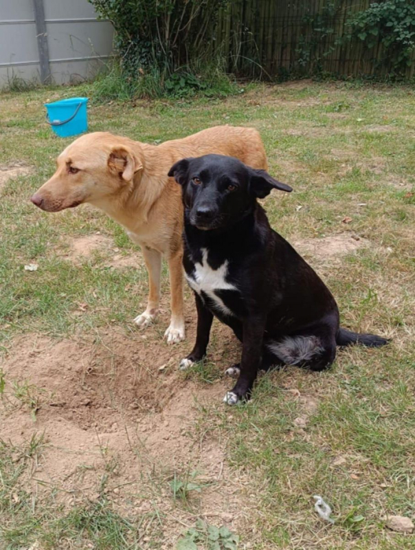 FLAFFY - Chien à adopter - photo 6