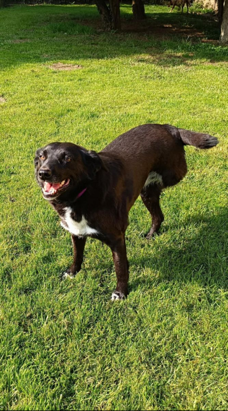 FLAFFY - Chien à adopter - photo 4