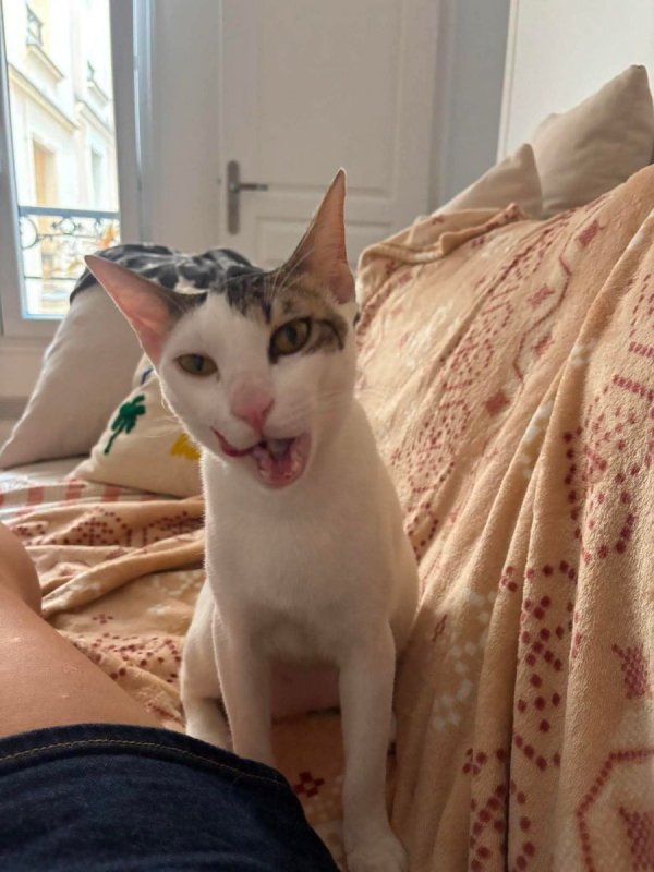 Muxu (bisou en basque) - Chat à adopter - photo 3
