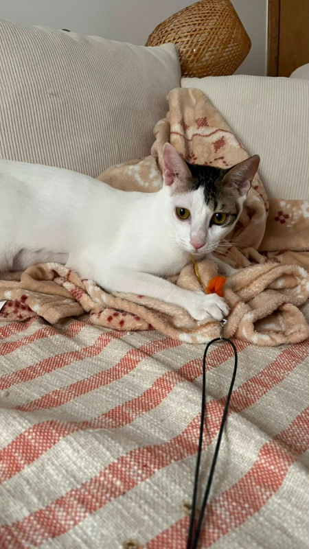 Muxu (bisou en basque) - Chat à adopter