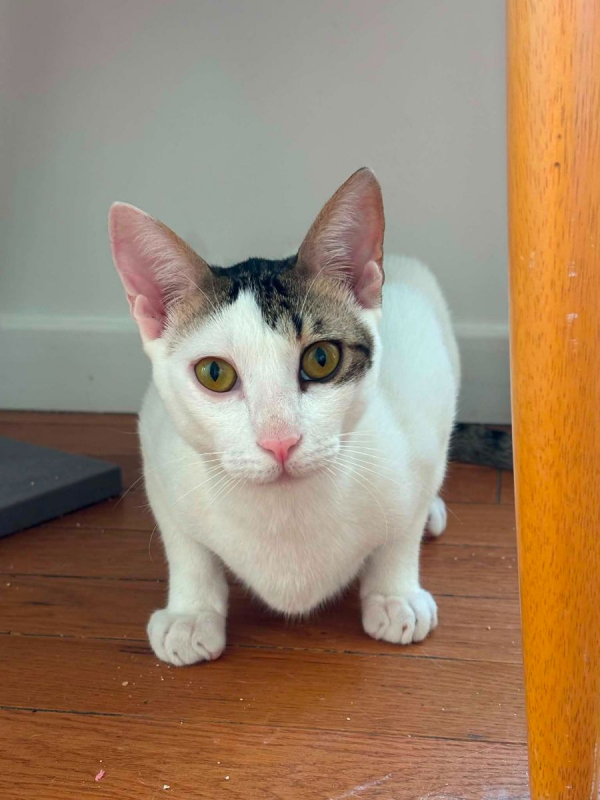 Muxu (bisou en basque) - Chat à adopter - photo 2
