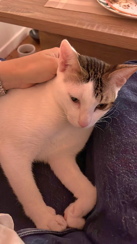 Muxu (bisou en basque) - Chat à adopter - photo 4
