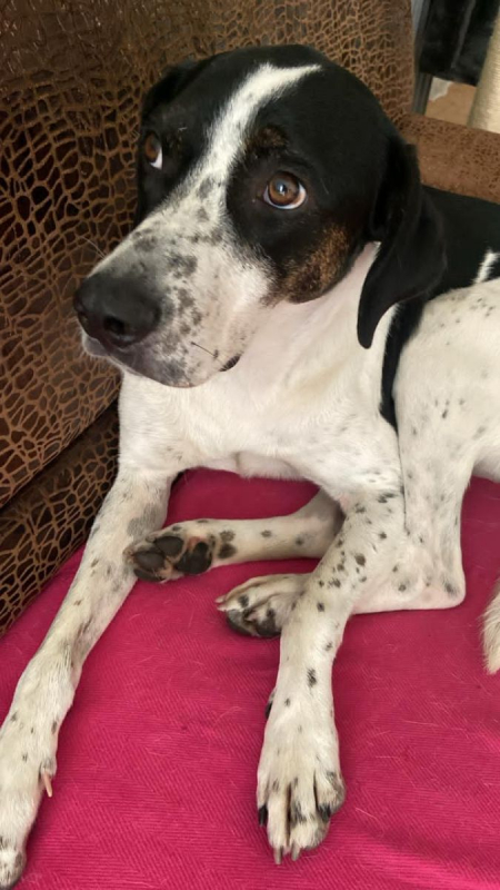 Louis - Chien à adopter - photo 5