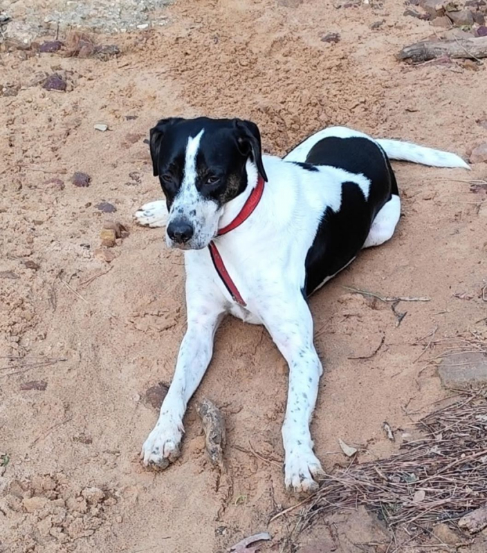 Louis - Chien à adopter - photo 2
