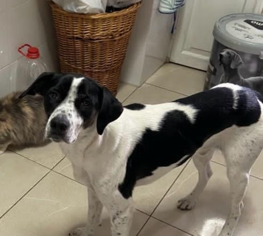 Louis - Chien à adopter - photo 4