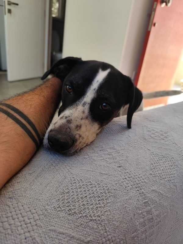 Louis - Chien à adopter - photo 7