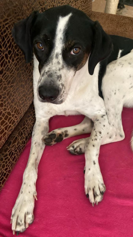 Louis - Chien à adopter