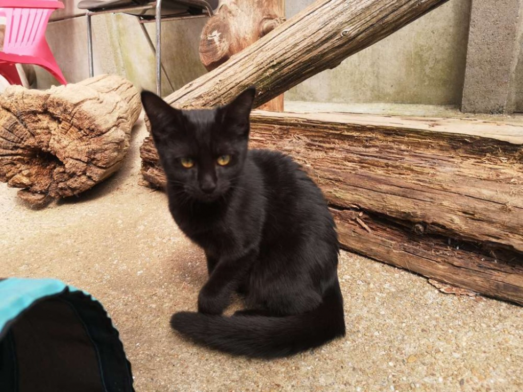 Réservé poire - Chat Européen à adopter