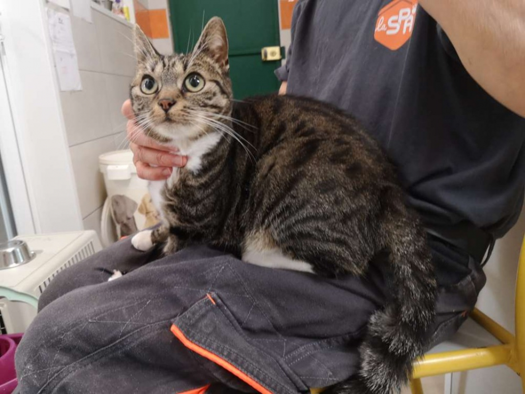 Ananas - Chat Européen à adopter