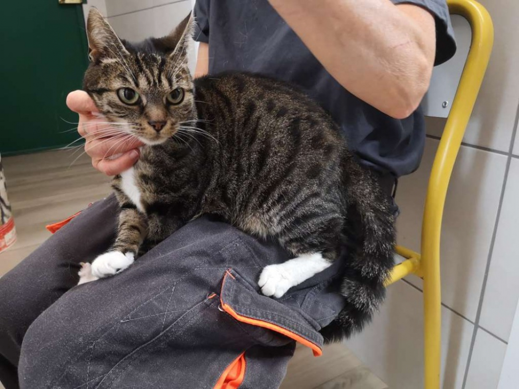 Ananas - Chat Européen à adopter - photo 2