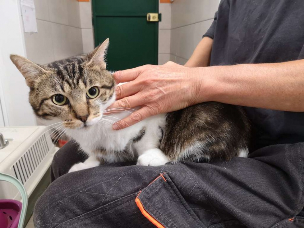 Kyoto - Chat Européen à adopter