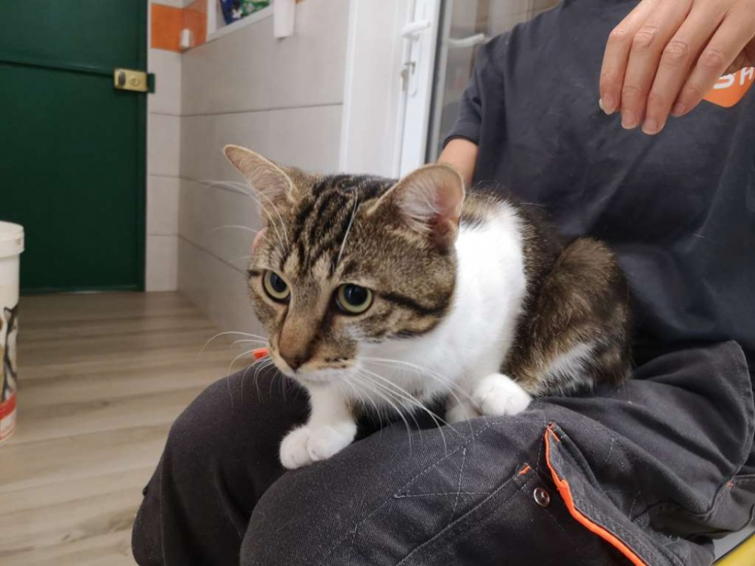 Kyoto - Chat Européen à adopter - photo 2