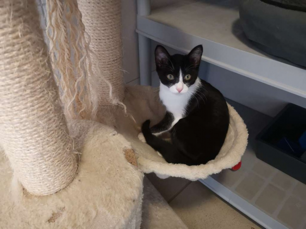Pomme - Chat Européen à adopter