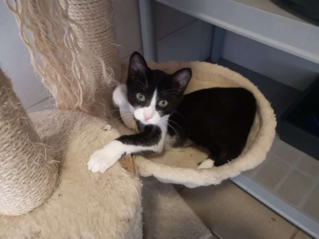 Pomme - Chat Européen à adopter - photo 2