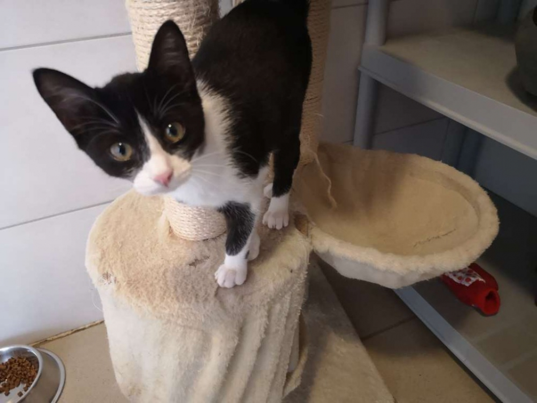 Pomme - Chat Européen à adopter - photo 3
