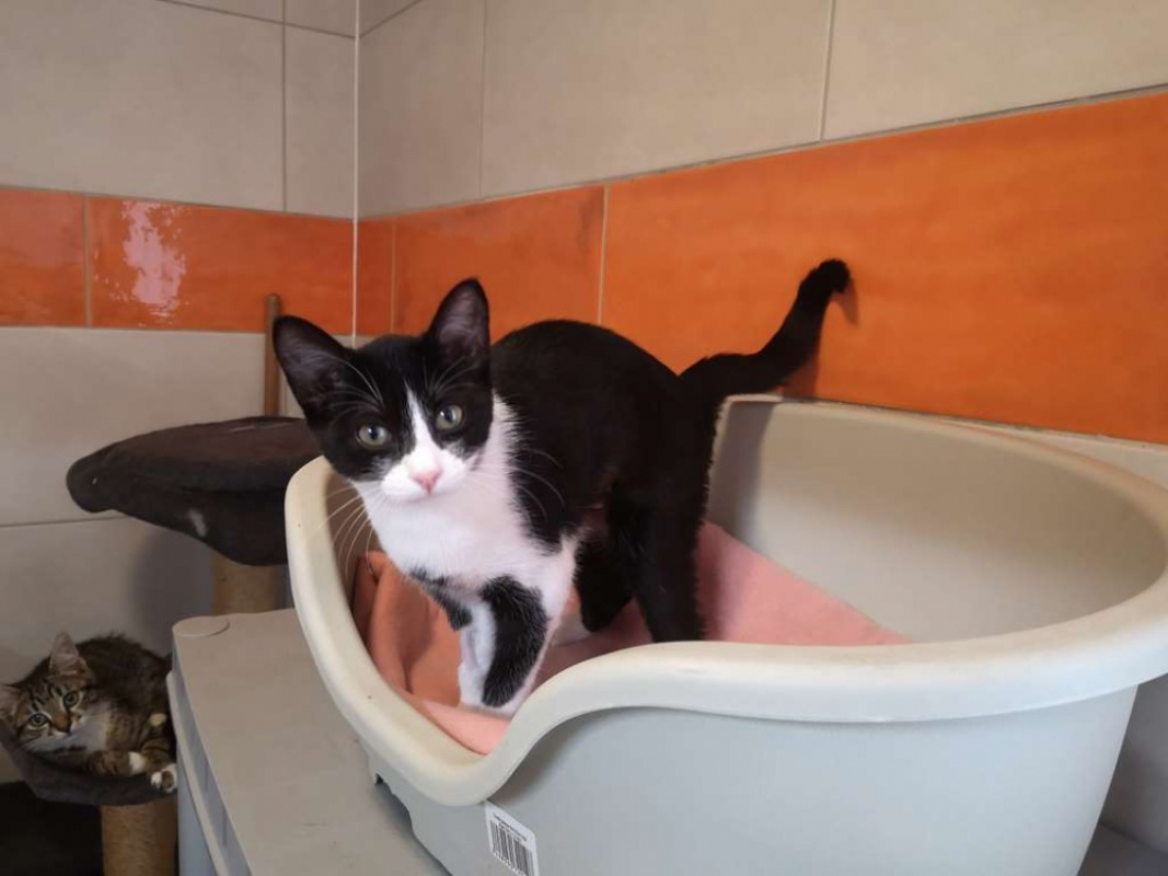 Pomme - Chat Européen à adopter - photo 4