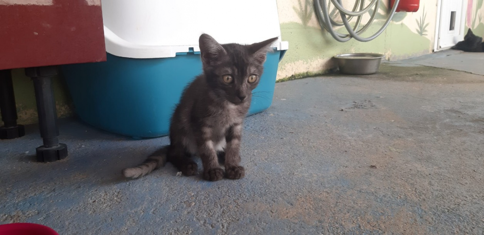 Galopin - Chat Européen à adopter