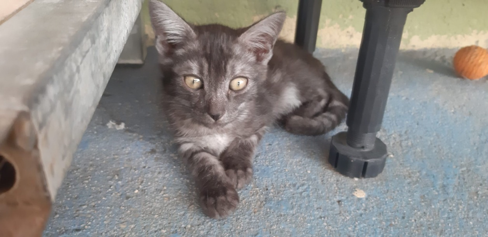 Galopin - Chat Européen à adopter - photo 2